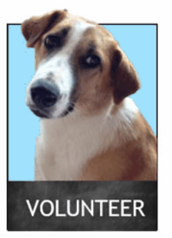 volunteerdog